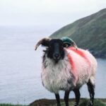 A painted ram sculpture on the Irish coast