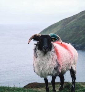 A painted ram sculpture on the Irish coast