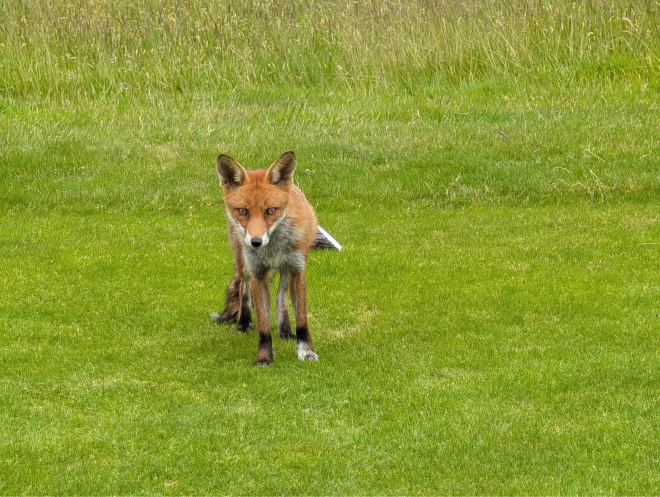 A red fox on the fairway