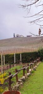 Dormant winter vineyards climbing an Italian hillside to a farmhouse in the mist