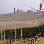 Dormant winter vineyards climbing an Italian hillside to a farmhouse in the mist