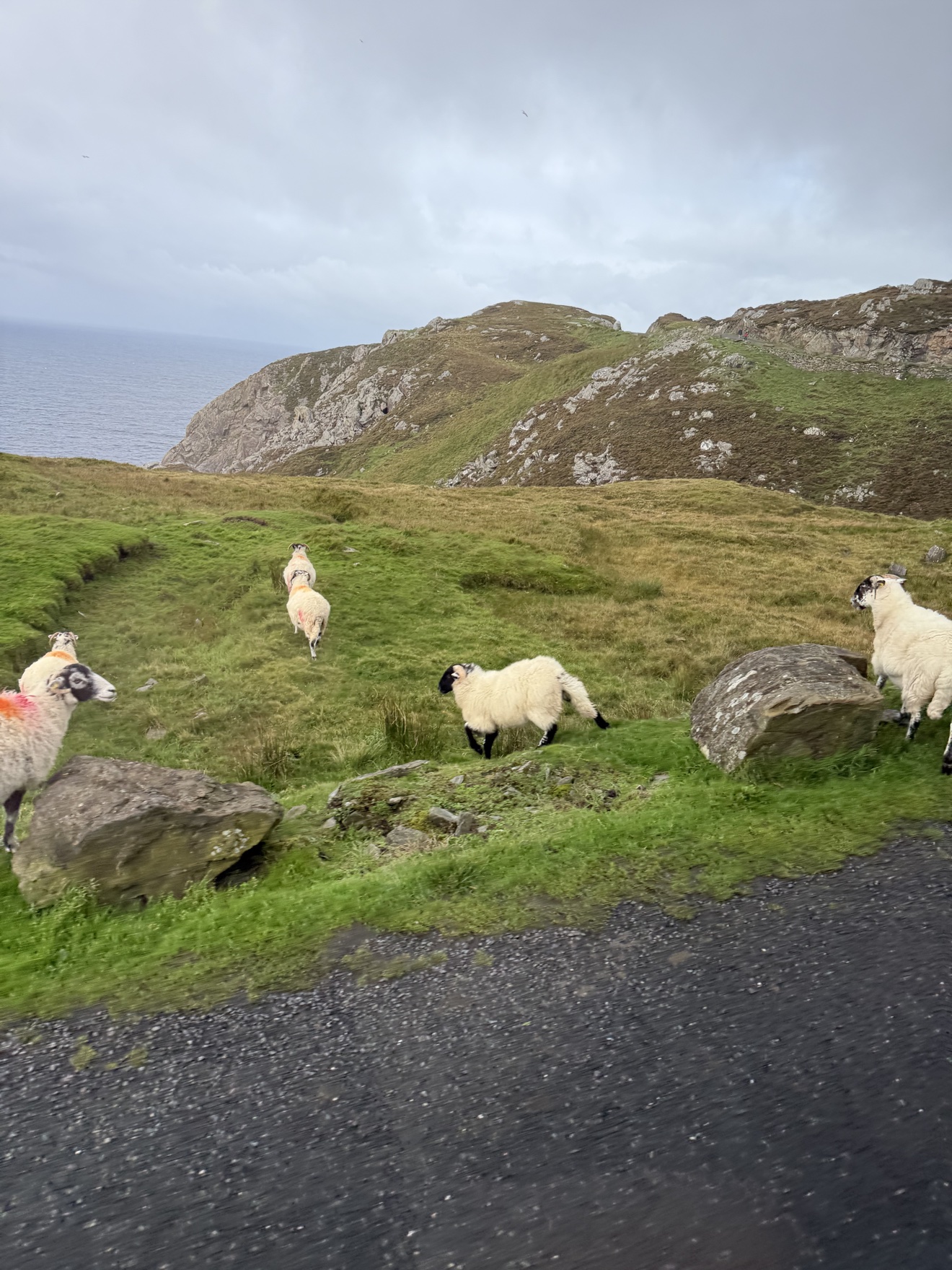Sheep grazing on the grassy cliffs of Slieve League, County Donegal, Ireland