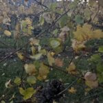 Old vines in autumn in Rioja, northern Spain