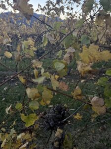 Old vines in autumn in Rioja, northern Spain
